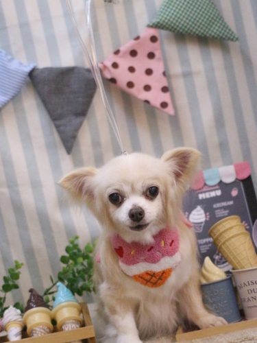 20250511チャッピーちゃん